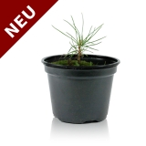 Sibirischer Zedern-Setzling (Pinus Sibirica)