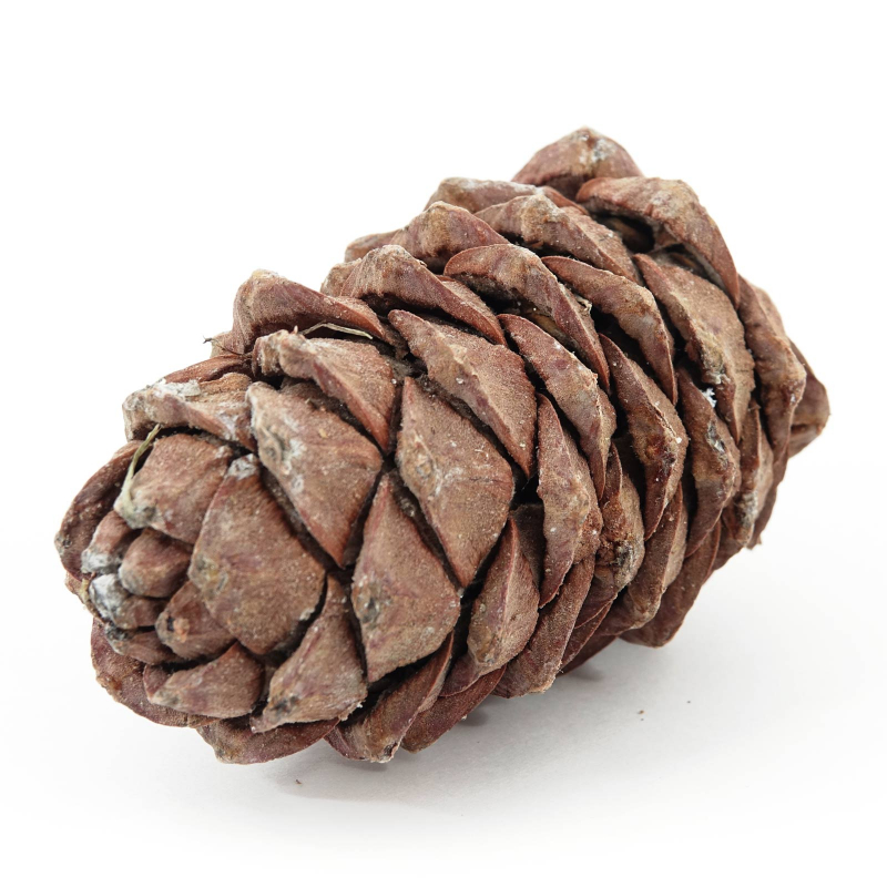 3 x Sibirische Zedernzapfen