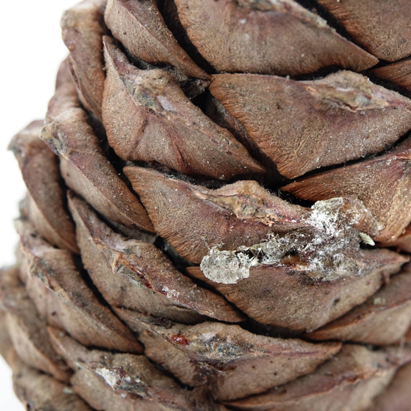 Sibirischer Zedernzapfen